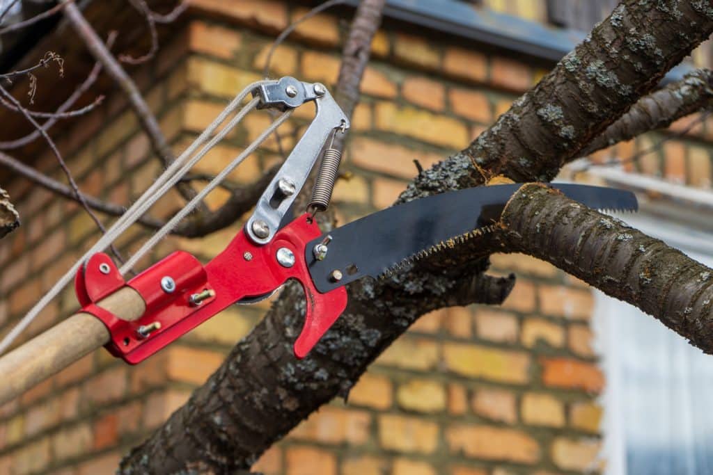 saw for cutting branches